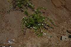 Jasminum malabaricum